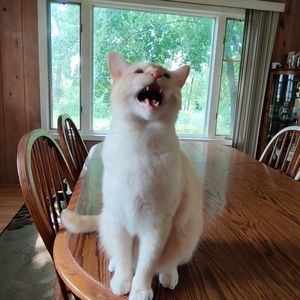 Meet your Posher, Sean